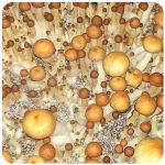 Псилоцибиновые (галлюциногенные)  грибы Psilocybin "Golden Teacher" в Черногорске