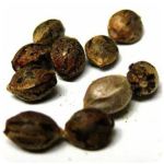 Семена марихуаны АК-47 (Seeds AK-47) в Черногорске Семена марихуаны АК-47 (Seeds AK-47) в Черногорске